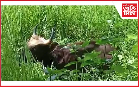 ভাৰত-ভূটান সীমান্তত মেঠোনৰ মৃত্যু