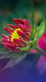 এই ৬ বিধ ঔষধিগুণযুক্ত ফুলৰ কথা জানিলে আচৰিত হব আপুনিও
