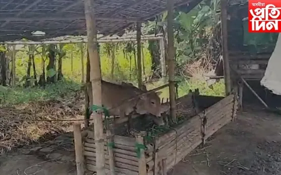 ছাগলী চোৰৰ সন্ত্ৰাসঃ চুইফট ডিজাআৰ গাড়ীত চুৰি কৰিলে ছাগলী