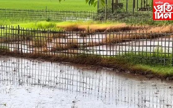 তৈল কোম্পেনী অইলমেক্সৰ উদ্ধতালি: জাতীয় সংগঠনৰ গোচৰ পঞ্জীয়ন নকৰিলে আৰক্ষীয়ে