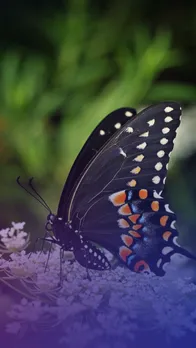 এই ঘৰুৱা প্ৰতিকাৰ ব্যৱহাৰ কৰি পইতাচোৰাৰ উৎপাতৰ পৰা ৰক্ষা পাওঁক