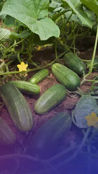 তিয়ঁহৰ স্বাস্থ্য উপকাৰিতা