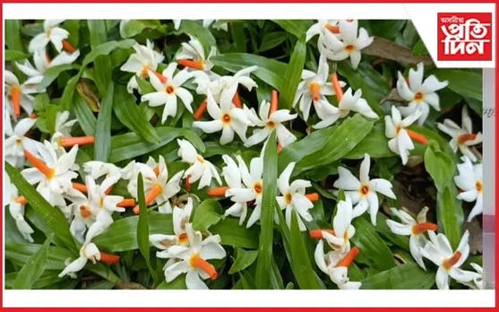 আজি আহিনৰ পহিলা দিন, আগমণ ঘটিল ঋতুৰাণী শৰতৰ