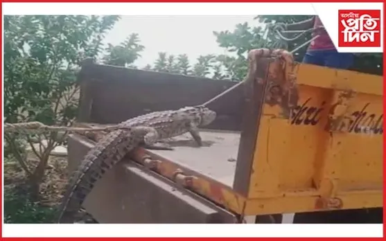 প্ৰতিবাদ: বিদুৎ বিভাগৰ কাৰ্যালয়ত এৰি দিলে ঘৰিয়াল...