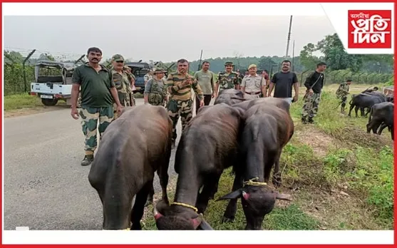 মেঘালয়ৰ বাংলাদেশ সীমান্তত বিএছএফে জব্দ কৰে ৭০টা চোৰাং ম'হ