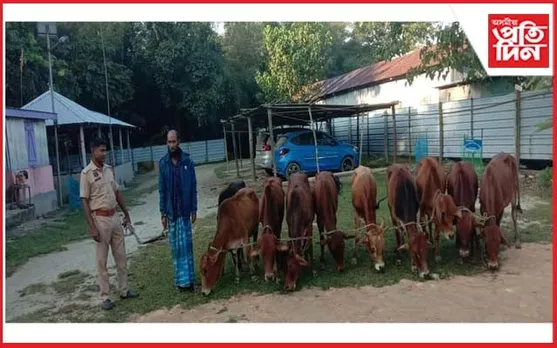 মানকাচৰত চোৰাং গৰুসহ আটক ব্যৱসায়ী