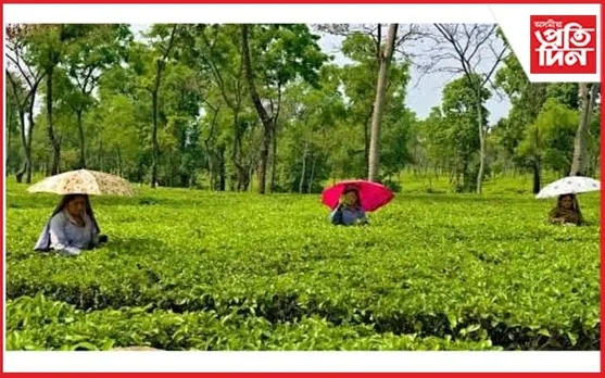 বৰজুৰি চাহ বাগিচাত অচিনাক্ত ব্যক্তিৰ মৃতদেহ উদ্ধাৰ