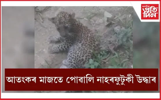 ডিব্ৰুগড়ৰ জকাই মহমাৰীত উদ্ধাৰ পোৱালী নাহৰফুটুকীঃ আঘাতপ্ৰাপ্ত বনকৰ্মী...