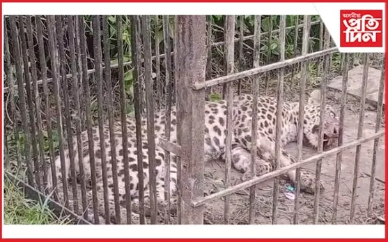 তিতাবৰত পিঞ্জৰাবদ্ধ নাহৰফুটুূকী