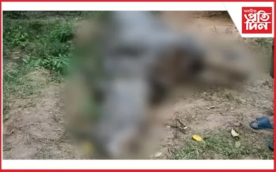 চিকিৎসাৰ অভাৱত শিলঘাটত গঁড়ৰ মৃত্যু!