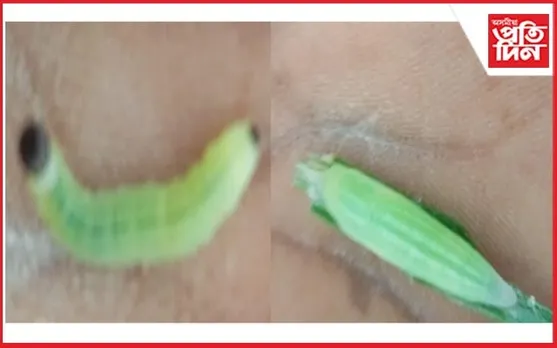 মায়ঙৰ বালিমুখত শালিধানৰ পথাৰত পোকৰ উপদ্ৰৱ