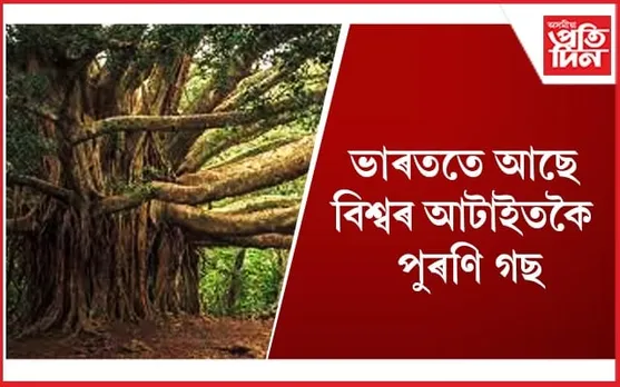 এইজোপা গছৰ তলত বহি বছৰ বছৰ ধৰি তপস্যা কৰিছিল ঋষিমুনিয়ে