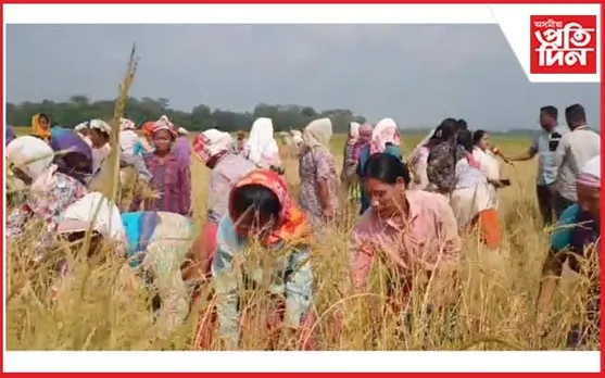 বৰবাৰী-বেবেজীয়া পথাৰত শতাধিক দাৱনীৰ সমূহীয়া ধানকটা পৰ্ব