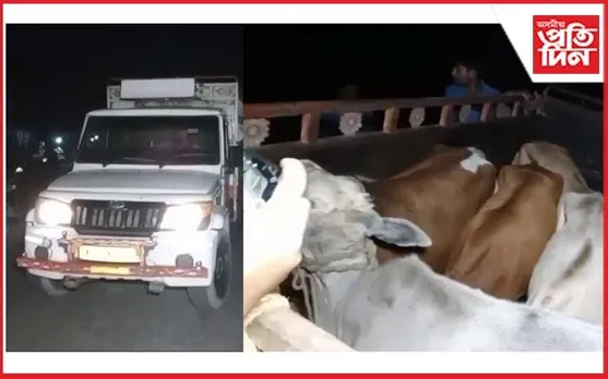 বশিষ্ঠ আৰক্ষীৰ অভিযানত চোৰাং গৰুসহ  বাহন জব্দ...