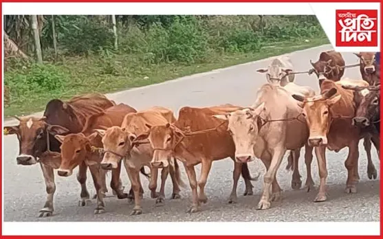 গহপুৰত গৰু চোৰৰ সন্ত্ৰাস অব্যাহত : ব্যৰ্থ আৰক্ষী