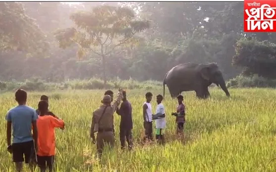 কঠীয়াতলীত বন্যহস্তীৰ উপদ্ৰৱ অব্যাহত