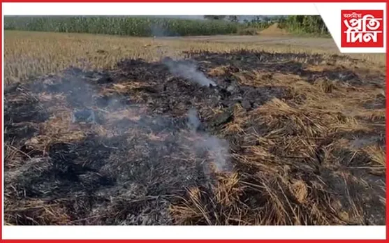 দুস্কৃতিকাৰীয়ে জ্বলাই দিলে চপাই থোৱা ধান