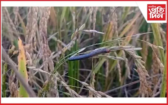 জামুগুৰিহাটত শ শ বিঘা পকা ধানত শুৰ পোকৰ তাণ্ডৱ