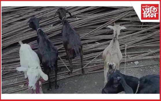 ৰাইজৰ খেদাত থানাত সোমাল বিলাসী বাহনত অহা ছাগলী চোৰ