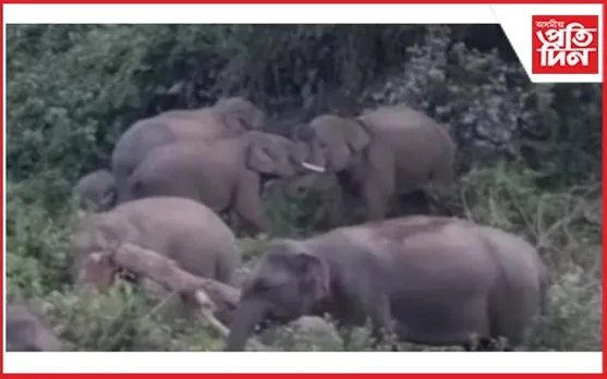 জামুগুৰিহাটত বন্যহস্তীৰ সন্ত্ৰাস