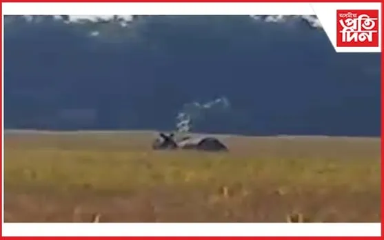 ঢেকীয়াজুলিৰ জামুগুৰি গাঁৱত গড়ৰ মুক্ত বিচৰণ