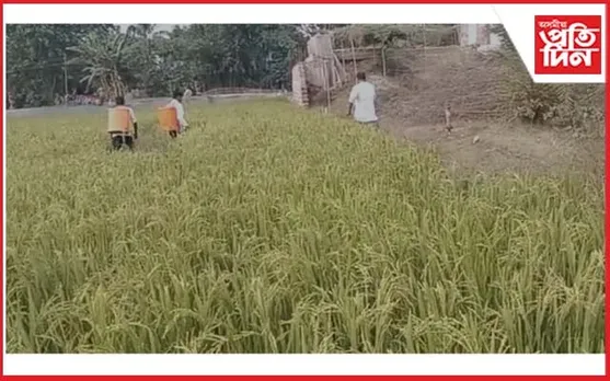 মায়ঙৰ চোট গৰজানত শালিধানৰ পথাৰত শূৰ পোকৰ উপদ্ৰৱ
