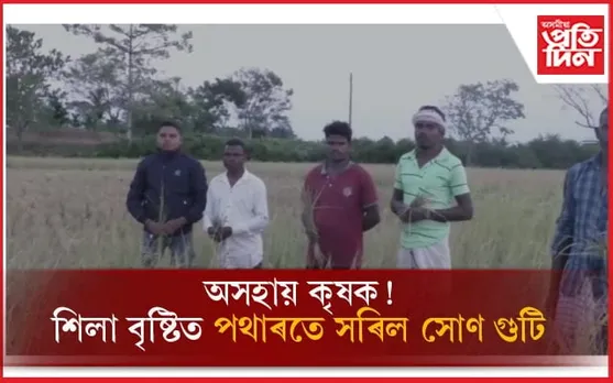 নিশা অহা শিলা বৃষ্টিত স্বপ্ন ভংগ কৃষকৰঃ পথাৰতে সৰিল সোণগুটি...