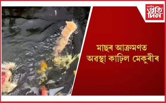 কালৰো কাল বিপৰীত কাল ! ছ’চিয়েল মেডিয়াত ভাইৰেল মাছে মেকুৰীক আক্ৰমণৰ ভিডিঅ’