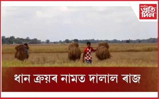 নগাঁও জিলাৰ দক্ষিণ পশ্চিম অঞ্চলত ধানৰ ক্ৰয়ৰ নামত দালাল ৰাজ...