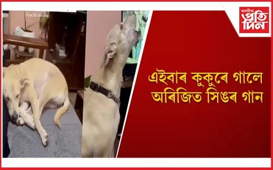 পোহনীয়া কুকুৰৰ কাণ্ড দেখি হতবাক নেটিজেন