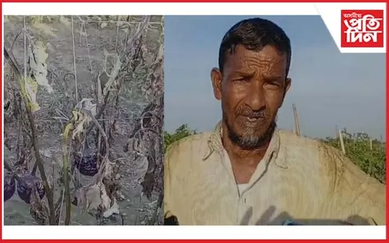 সৰভোগৰ একাংশ খেতিয়কৰ দুৰৱস্থা : খেতিপথাৰতে পচি গৈছে শাক-পাচলি