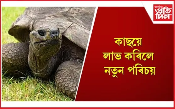 ভূপৃষ্ঠত বাস কৰা আটাইতকৈ পুৰণি জীৱিত প্ৰাণী হিচাপে বিবেচিত হ’ল কাছ