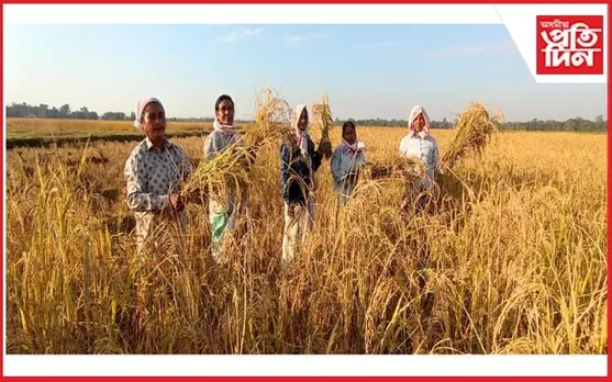 বটদ্ৰৱাত সোণগুটি চপোৱাত ব্যস্ত কৃষক ৰাইজ
