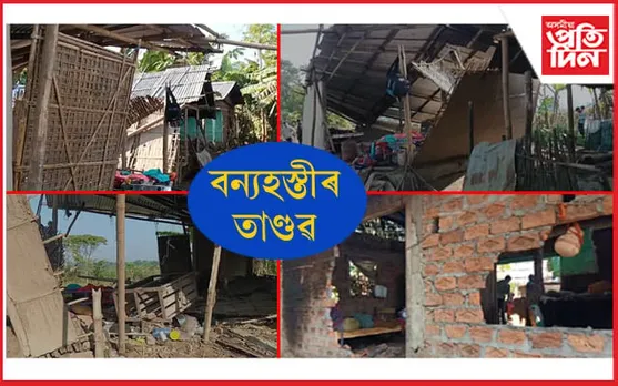 বন বিভাগৰ গুৰুত্বহীনতাৰ বাবেই গৃহহীন হ'ল ৭ টা পৰিয়ালঃ বন্যহস্তীৰ তাণ্ডৱত দিশহাৰা সকলো...