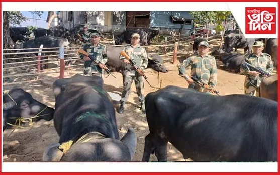 মেঘালয় সীমান্তত চোৰাং ম'হ জব্দ