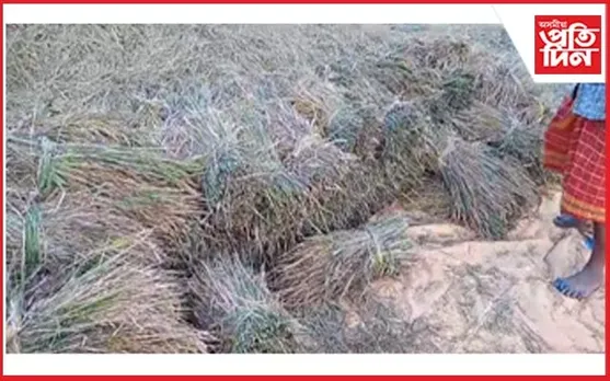 বন্যহস্তীৰ সন্ত্ৰাসত আধা পকা ধান কাটিলে কৃষকে