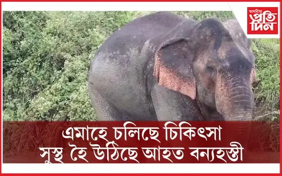 চিকিৎসকৰ প্ৰচেষ্টাত ক্ৰমাৎ সুস্থ হৈ উঠিছে আহুতলীত উদ্ধাৰ হোৱা আহত বন্যহস্তীটো 