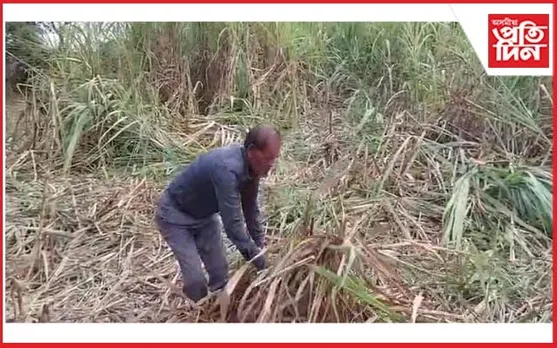 কঠীয়াতলীত বন্যহস্তীৰ উপদ্ৰৱ : বিনষ্ট বহু বিঘা কুঁহিয়াৰ খেতি