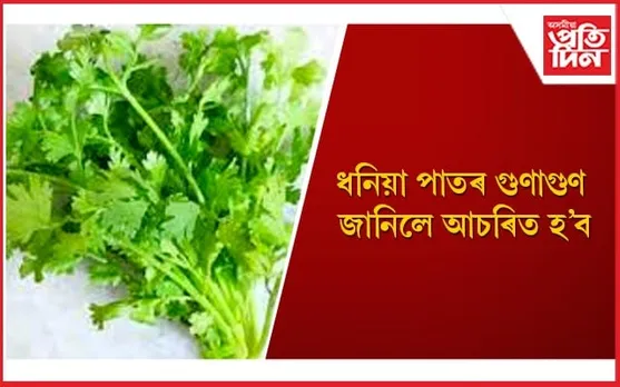 অগনন স্বাস্থ্য সমস্যাৰ সমাধান দিয়ে পুষ্টিৰে ভৰপুৰ ধনিয়া পাতে