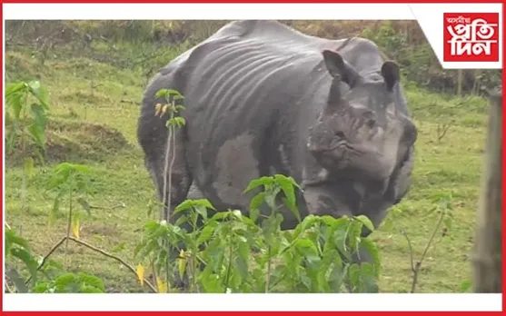 বনাঞ্চলৰ পৰা ওলাই অহা গঁড়ৰ আতংক কাজিৰঙাৰ ম'হপাৰা গাঁৱত‌‌
