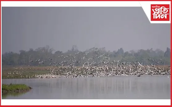 কাজিৰঙালৈ ক্ৰমে কমি আহিছে আলহী পক্ষীৰ আগমন, চিন্তিত পক্ষীবিদ তথা প্ৰকৃতিপ্ৰেমী 