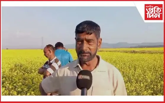 জলাহ গাঁৱৰ কৃষকে দেখুৱাইছে আদৰ্শ : দুহেজাৰ বিঘা কৃষিভূমিত সৰিয়ঁহ খেতি 