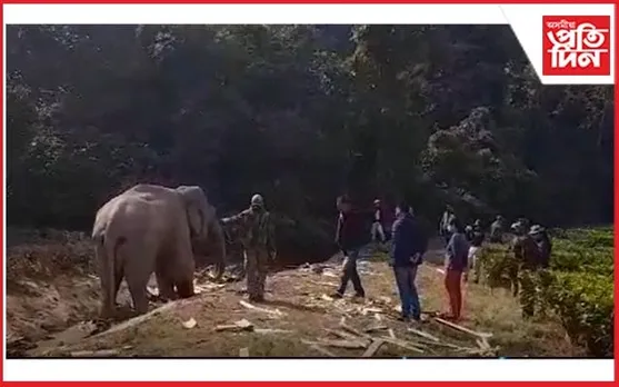 কাজিৰঙাত যন্ত্ৰনাত ছটফটাইছে এটা হাতীয়ে