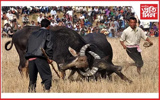 বাৰপূজীয়াত ৩ মাঘত  পৰম্পৰাগত ম'হ যুঁজ