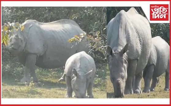 মাক আৰু মৰম : মাকৰ সৈতে এটি কণমানি গঁড় পোৱালিয়ে দৃষ্টি কাঢ়িছে পৰ্যটকৰ