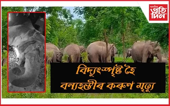 মাঘৰ বিহুৰ পুৱাই বেয়া খবৰঃ উৰুকা নিশা বিদ্যুৎস্পৃষ্ট হৈ হাতীৰ মৃত্যু...
