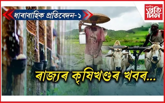 ধাৰাবাহিক প্ৰতিবেদন ১/ কি কৰি আছে ৰবৰ ব'ৰ্ডে,খবৰ ৰাখে কোনে ?
