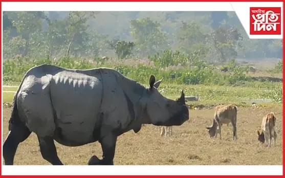 ঘৰচীয়া জীৱ-জন্তুৰ লগত থাকি ভালপোৱা এটা গঁড়