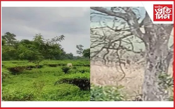 পিন্ধনত ৰঙা ৰঙৰ জেকেট, কি কাৰণে প্ৰেমিক-প্ৰেমিকাই ওলমি থাকিল এডাল গছত?