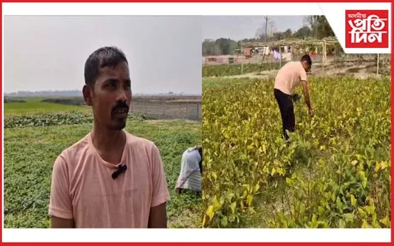 পাচলি খেতিৰে আত্ম নিৰ্ভৰশীলতাৰ নিদৰ্শন কঠীয়াতলীৰ যুৱকৰ